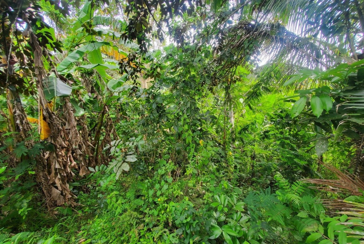 Third image of 62 Lewisburgh, Highgate in Lewisburgh, St. Mary, Jamaica - property is For Sale