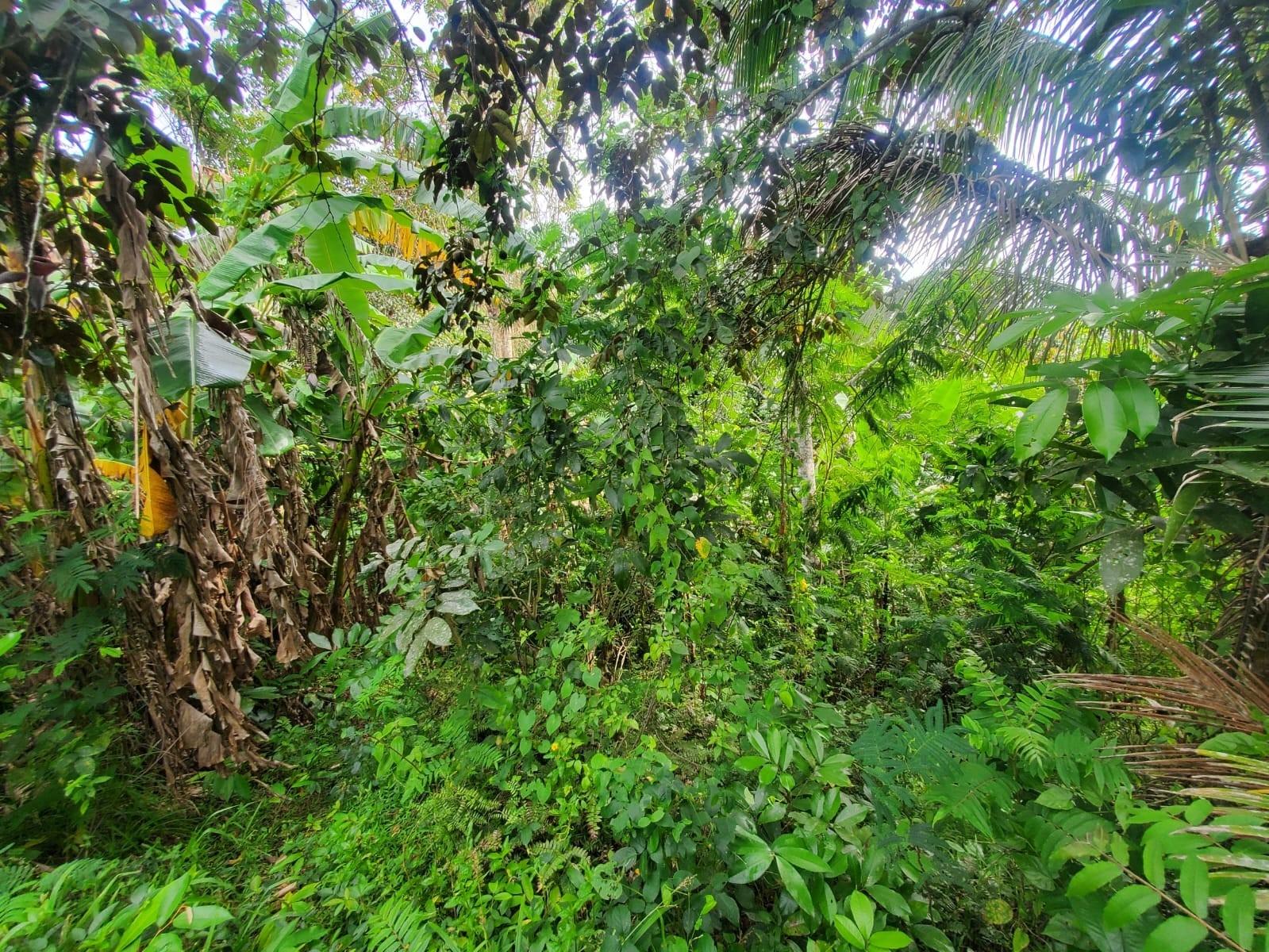 Third image of 62 Lewisburgh, Highgate in Lewisburgh, St. Mary, Jamaica - property is For Sale