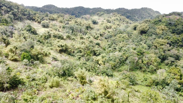Second image of Silver Grove in Flagstaff, St. James, Jamaica - property is For Sale