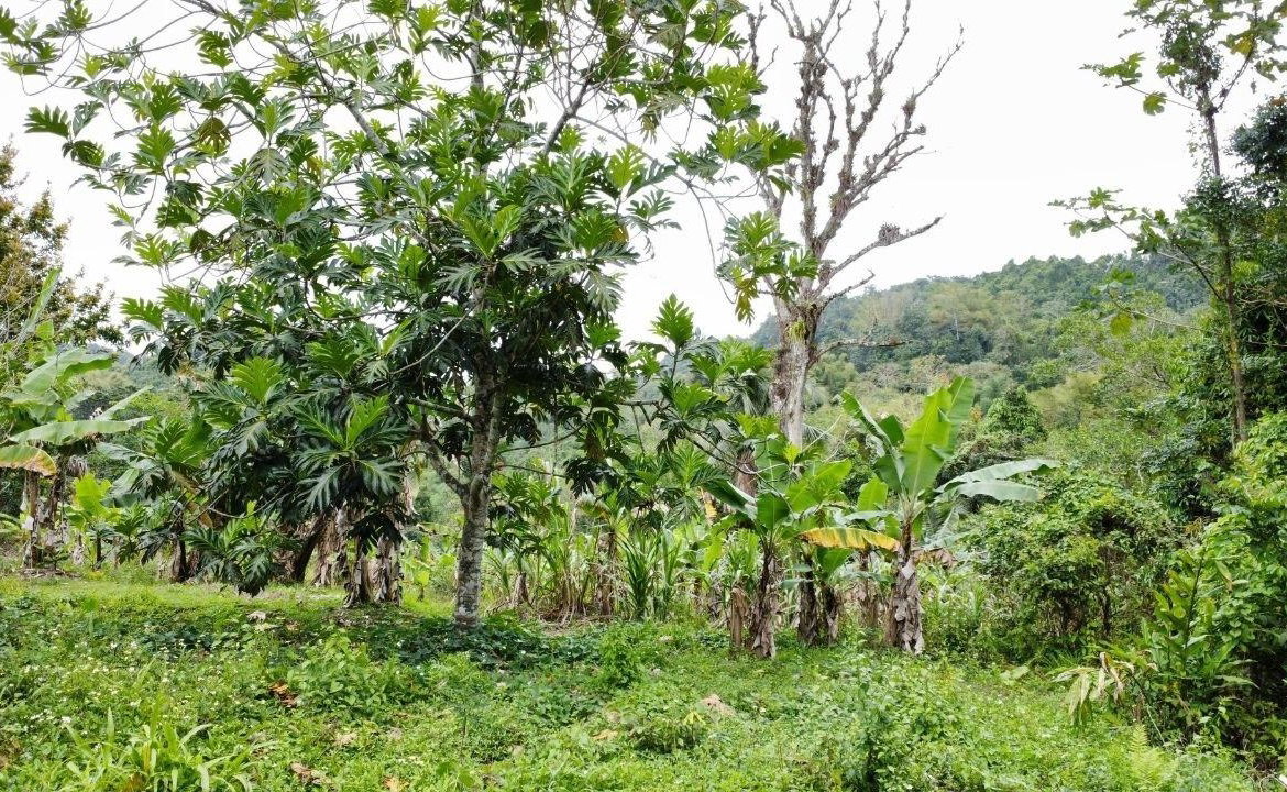 Third image of Silver Grove in Flagstaff, St. James, Jamaica - property is For Sale