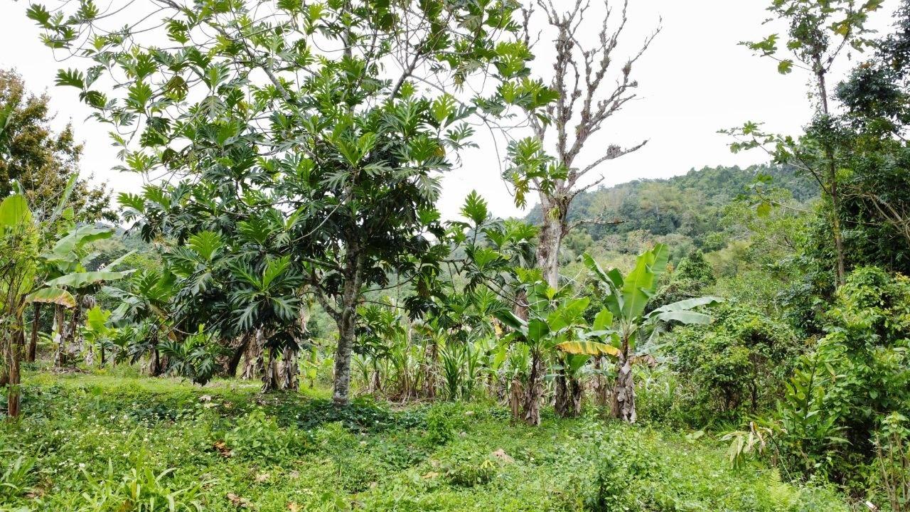 Third image of Silver Grove in Flagstaff, St. James, Jamaica - property is For Sale