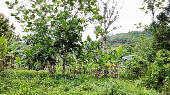 Third image of Silver Grove in Flagstaff, St. James, Jamaica - property is For Sale