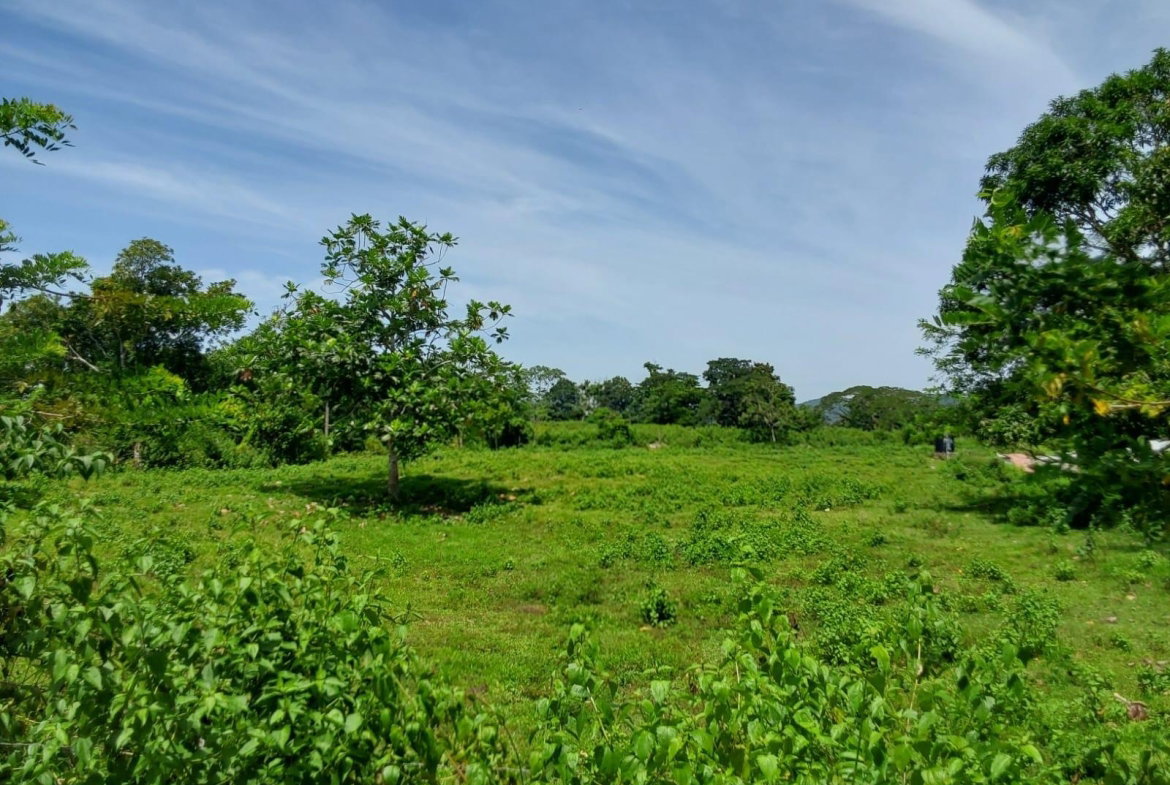 Eleventh image of Lot 19 Burnt Ground, Ramble, Han in Ramble, Hanover, Jamaica - property is For Sale