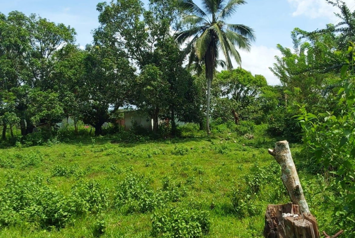 Thirteenth image of Lot 19 Burnt Ground, Ramble, Han in Ramble, Hanover, Jamaica - property is For Sale