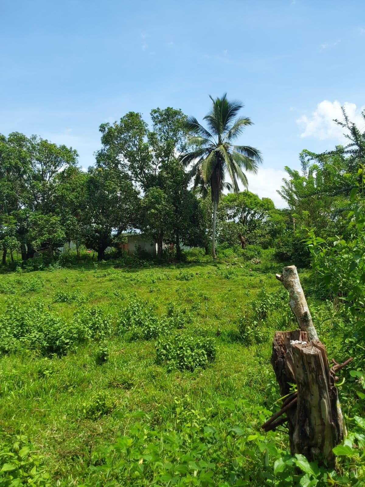 Thirteenth image of Lot 19 Burnt Ground, Ramble, Han in Ramble, Hanover, Jamaica - property is For Sale