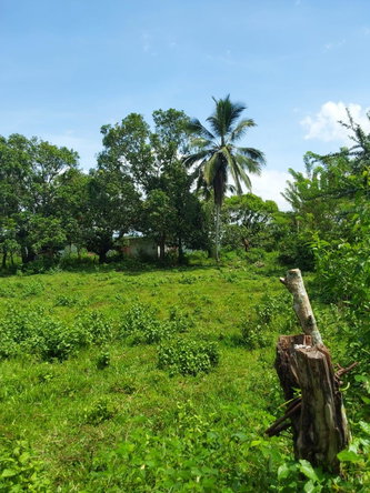 Thirteenth image of Lot 19 Burnt Ground, Ramble, Han in Ramble, Hanover, Jamaica - property is For Sale