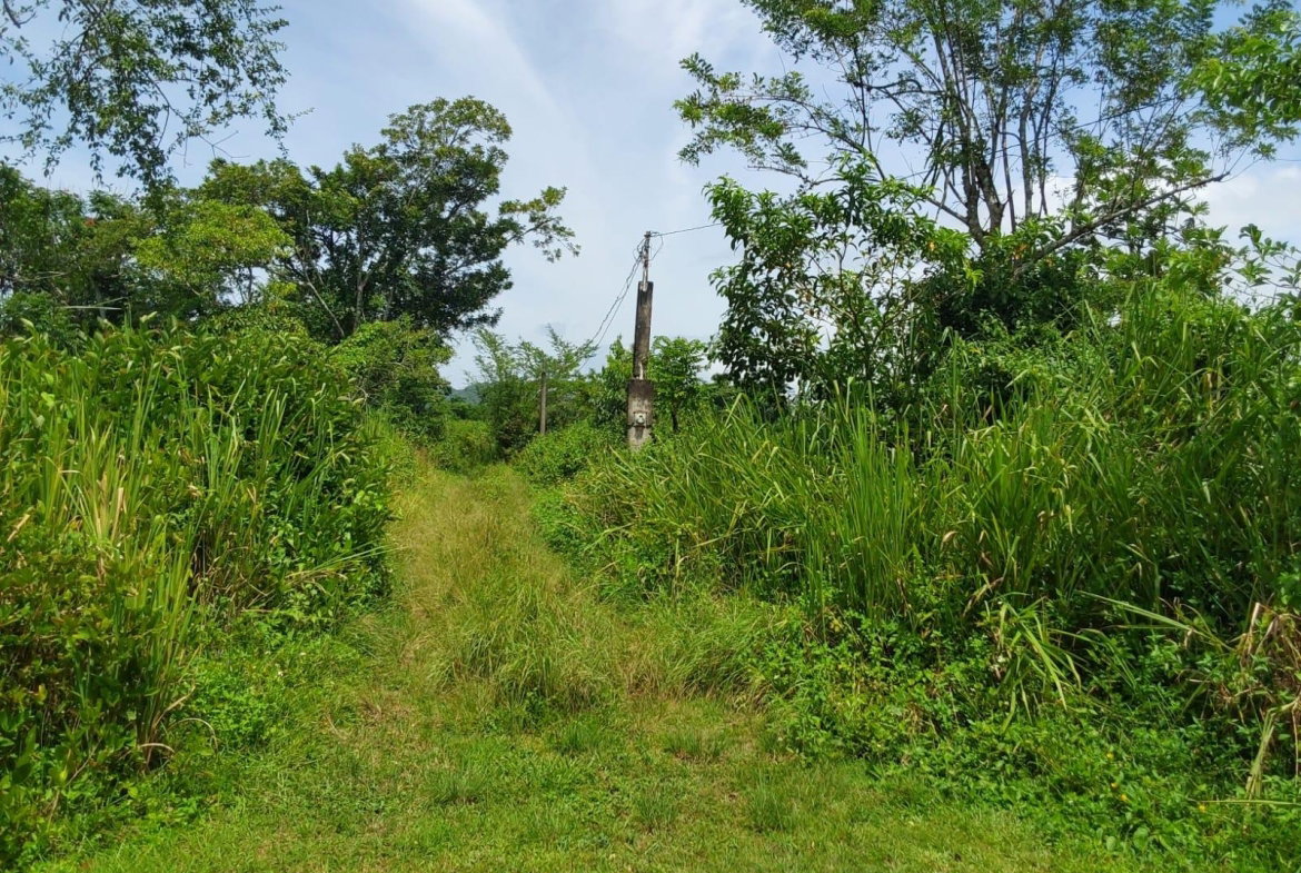 Fourth image of Lot 19 Burnt Ground, Ramble, Han in Ramble, Hanover, Jamaica - property is For Sale