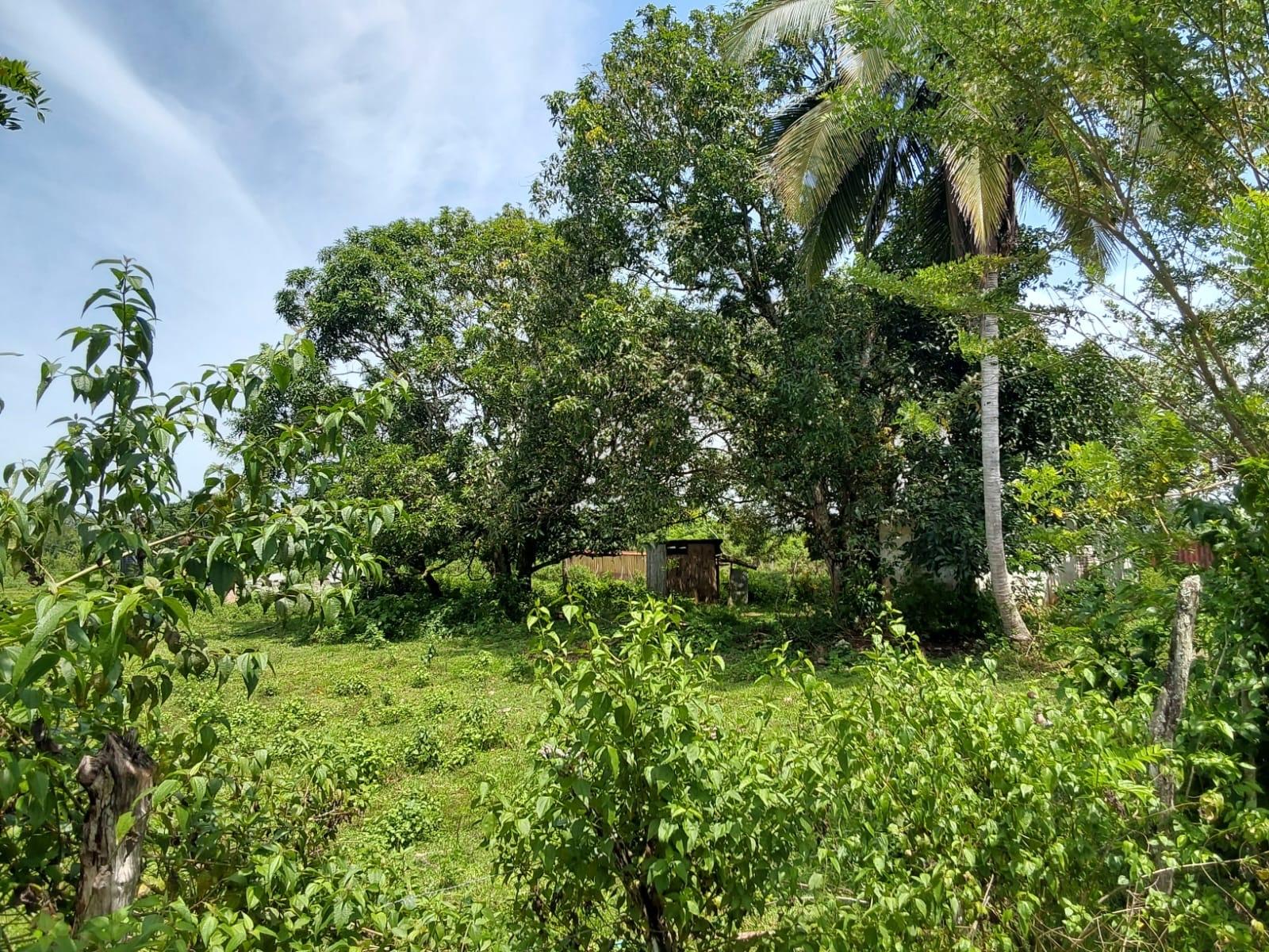 Fifth image of Lot 19 Burnt Ground, Ramble, Han in Ramble, Hanover, Jamaica - property is For Sale