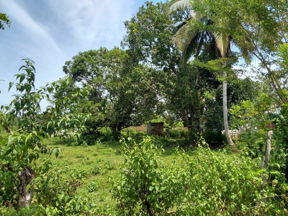 Fifth image of Lot 19 Burnt Ground, Ramble, Han in Ramble, Hanover, Jamaica - property is For Sale