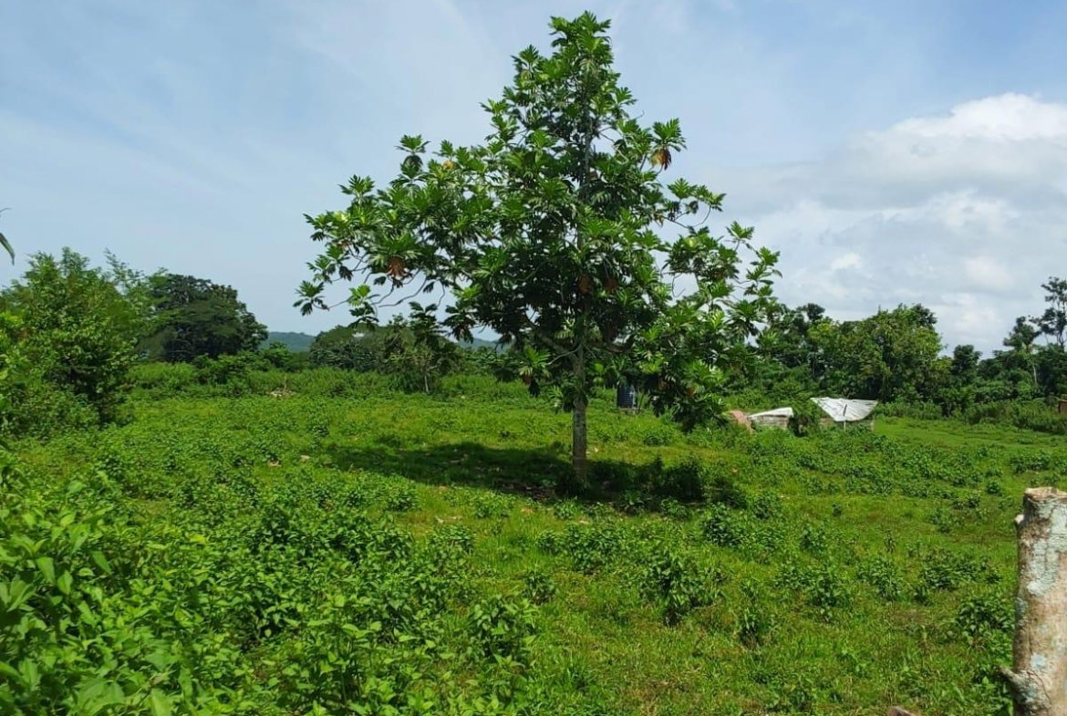 Sixth image of Lot 19 Burnt Ground, Ramble, Han in Ramble, Hanover, Jamaica - property is For Sale