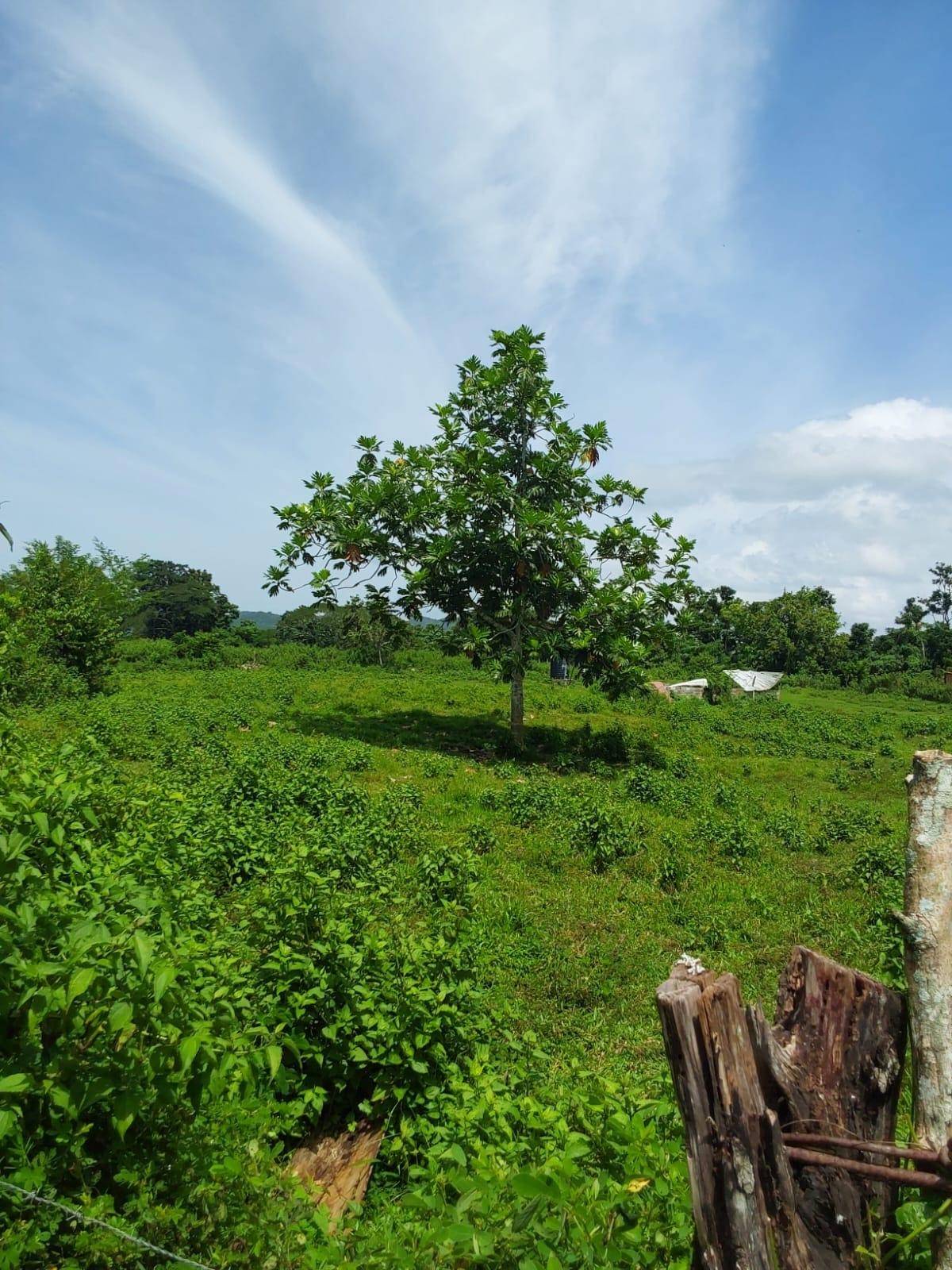 Sixth image of Lot 19 Burnt Ground, Ramble, Han in Ramble, Hanover, Jamaica - property is For Sale