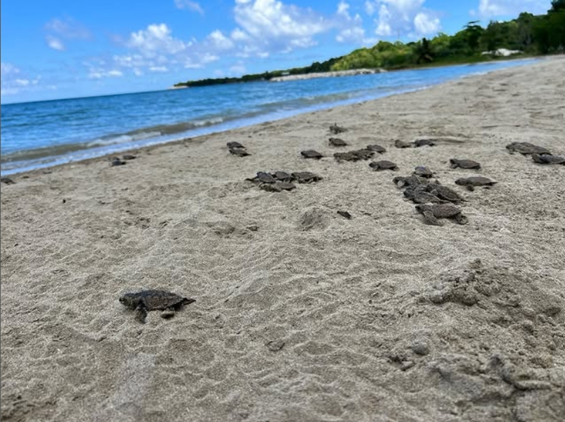 Eighteenth image of 1 Gibraltar in Oracabessa, St. Mary, Jamaica - property is For Sale