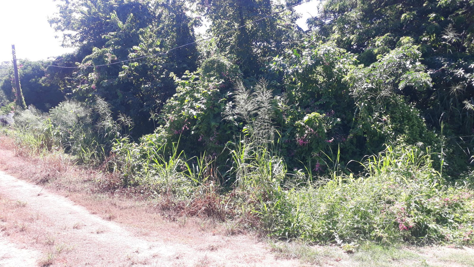 Beachfront-Residential-Lot-for-Sale-in-Duncans-Bay-Trelawny-Jamaica Second image of 169 Duncan Bay in DUNCAN BAY, Trelawny, Jamaica - property is For Sale