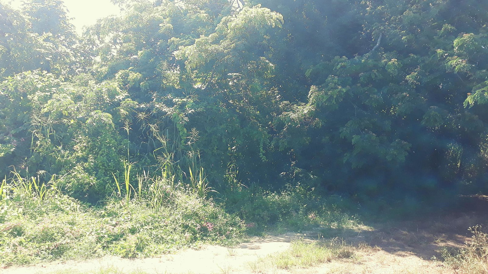 Beachfront-Residential-Lot-for-Sale-in-Duncans-Bay-Trelawny-Jamaica First image of 169 Duncan Bay in DUNCAN BAY, Trelawny, Jamaica - property is For Sale