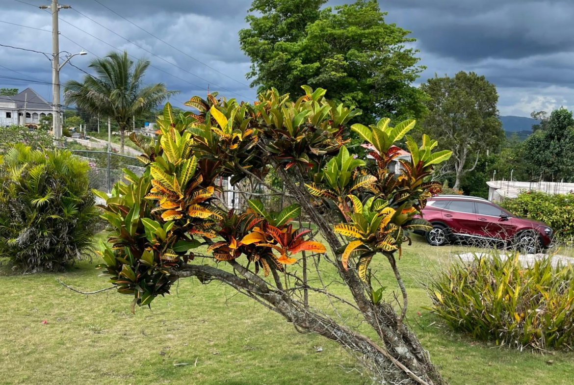 Twenty-Second image of Cononley, New Wales in New Whales, Manchester, Jamaica - property is For Sale