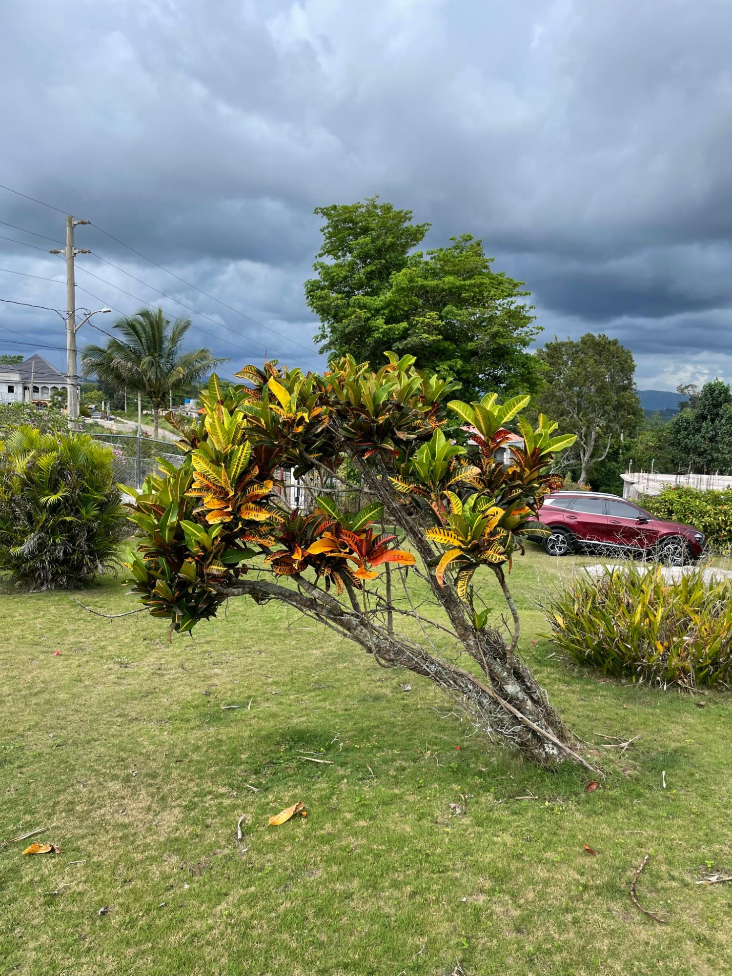 Charming-3-Bedroom-Countryside-Home-for-Sale-in-New-Wales-Manchester-Jamaica Twenty-Second image of Cononley, New Wales in New Whales, Manchester, Jamaica - property is For Sale