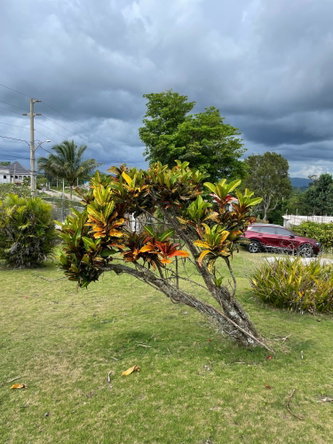Twenty-Second image of Cononley, New Wales in New Whales, Manchester, Jamaica - property is For Sale