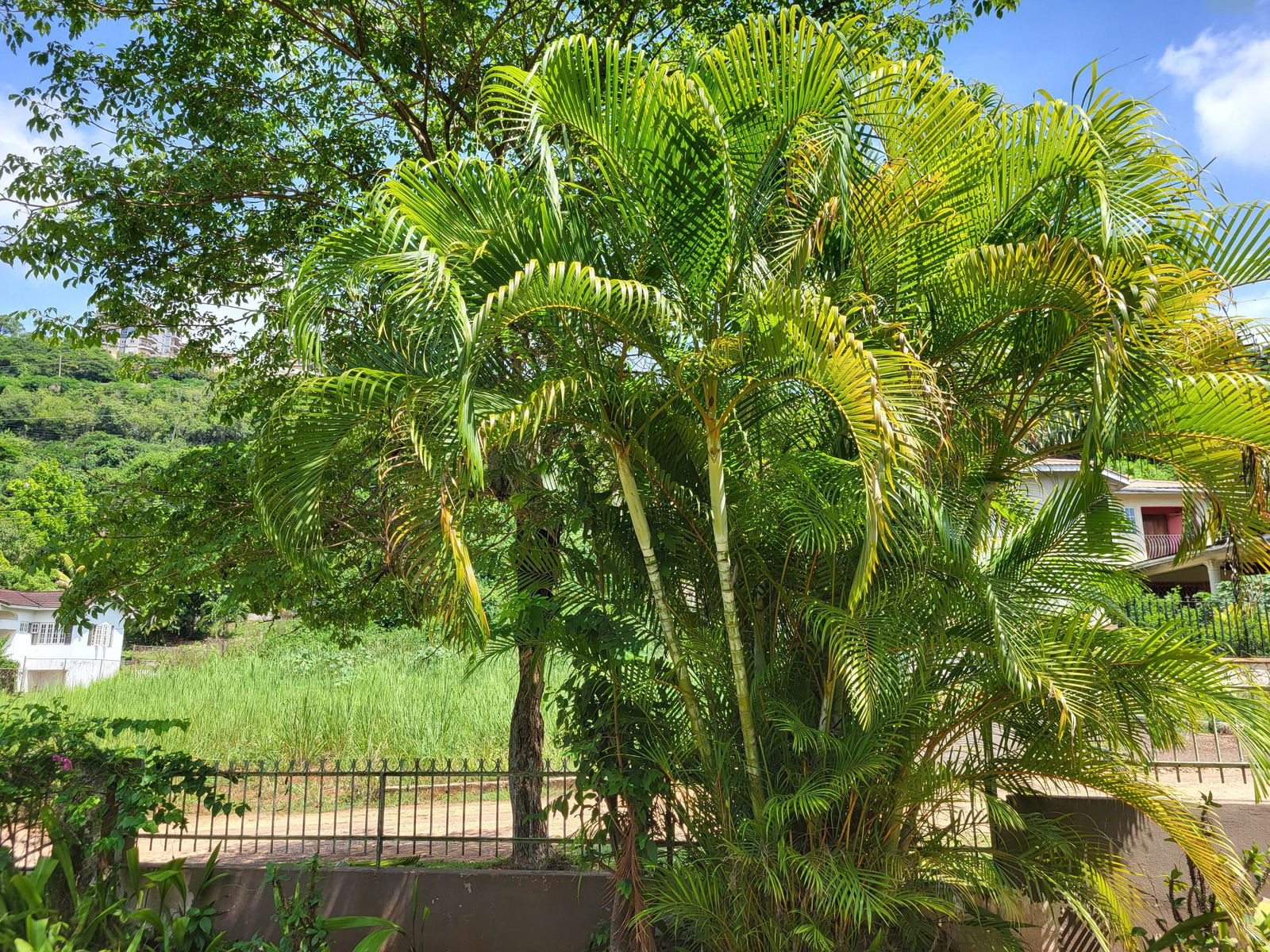 Third image of 7 Kimberley Court in Red Hills, St. Andrew, Jamaica - property is For Sale