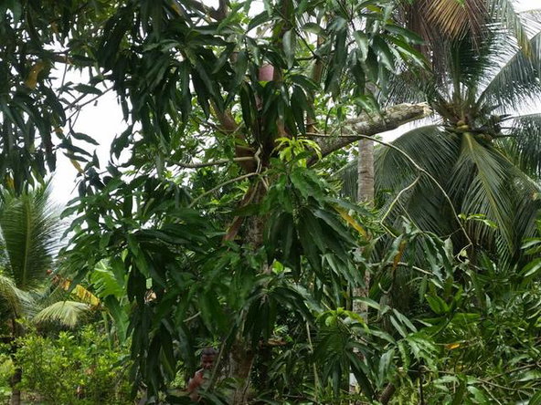 Sixth image of Trinity, Baileys Vale in Port Maria, St. Mary, Jamaica - property is For Sale