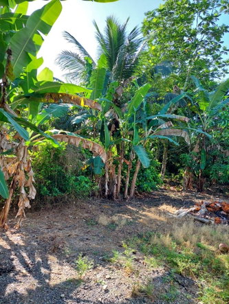 Eighth image of Trinity, Baileys Vale in Port Maria, St. Mary, Jamaica - property is For Sale