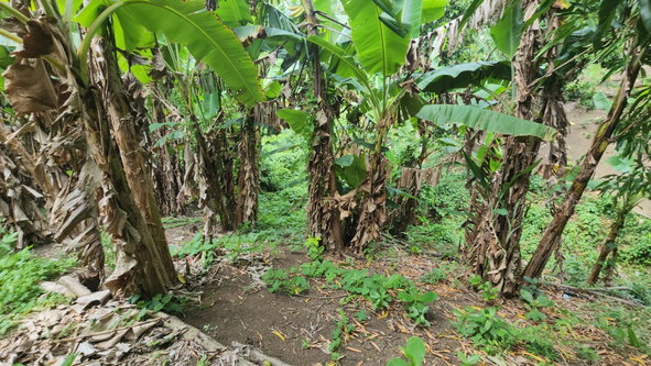 Eighteenth image of Green Castle in Robins Bay, St. Mary, Jamaica - property is For Sale