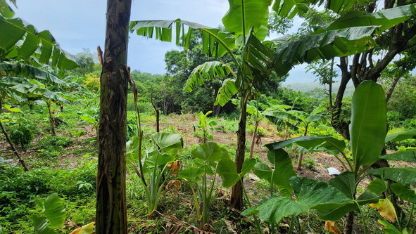 Nineteenth image of Green Castle in Robins Bay, St. Mary, Jamaica - property is For Sale