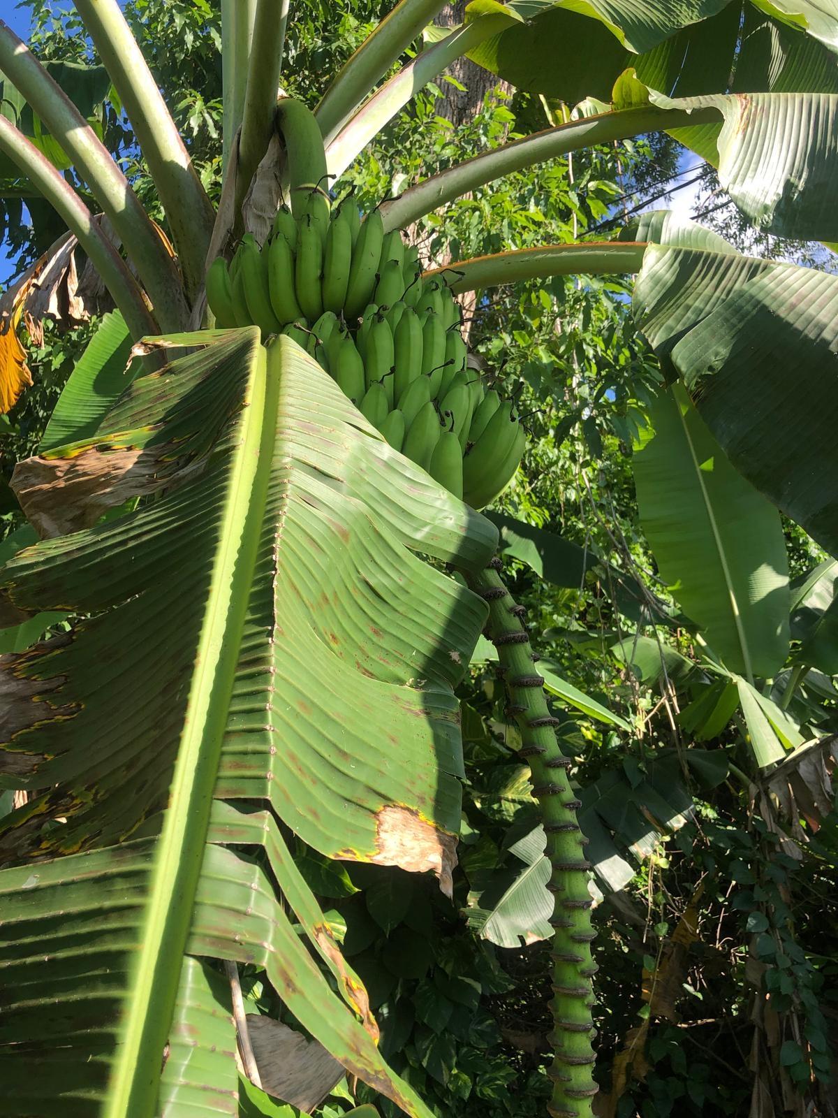 Seventh image of Lot 26- Eltham Close in Ocho Rios, St. Ann, Jamaica - property is For Sale