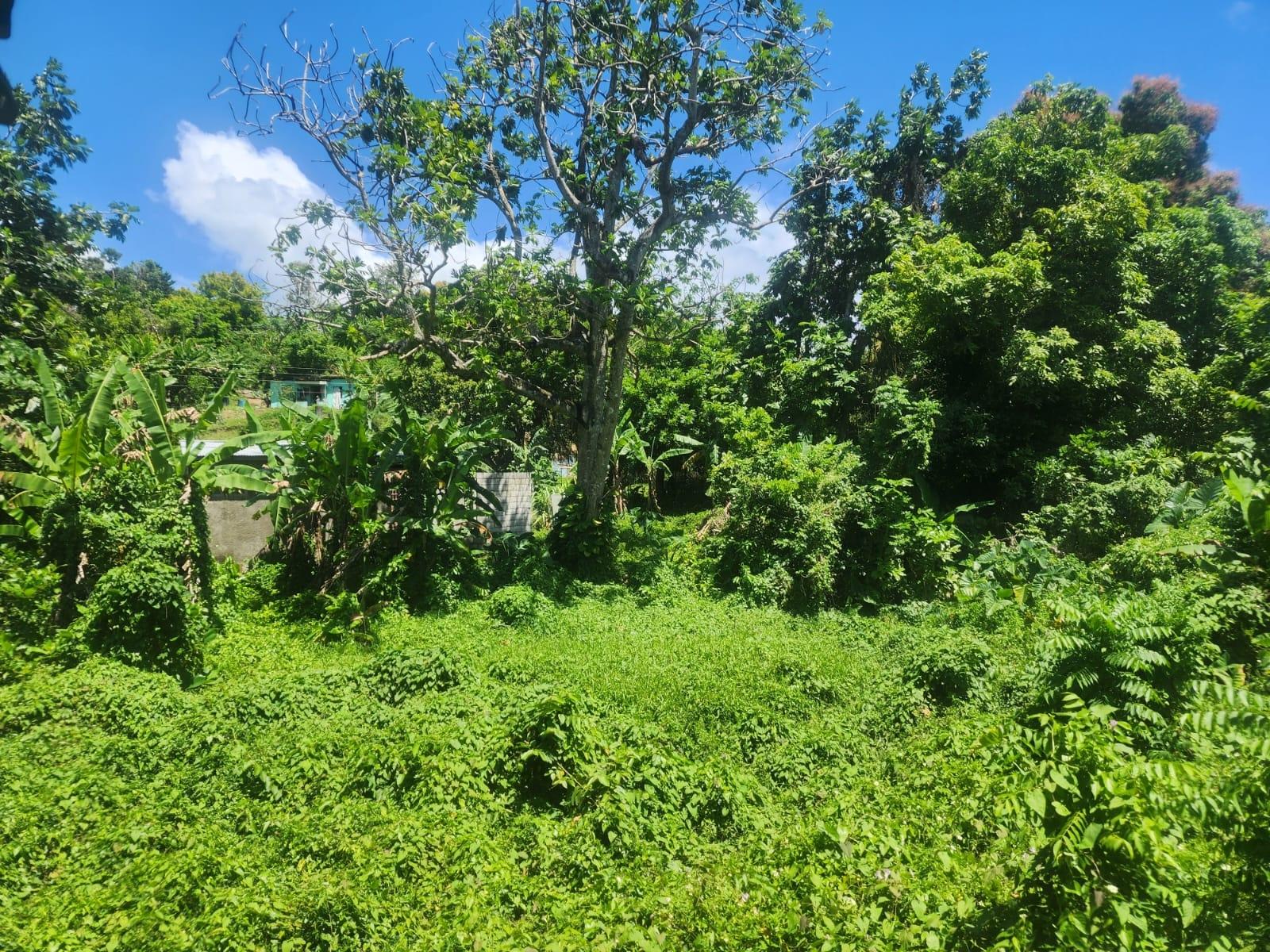 Charming-House-for-Sale-on-12-Acre-Near-Lyssons-Beach-St.-Thomas-Jamaica Second image of 108 Phillips Avenue in Lyssons, St. Thomas, Jamaica - property is For Sale