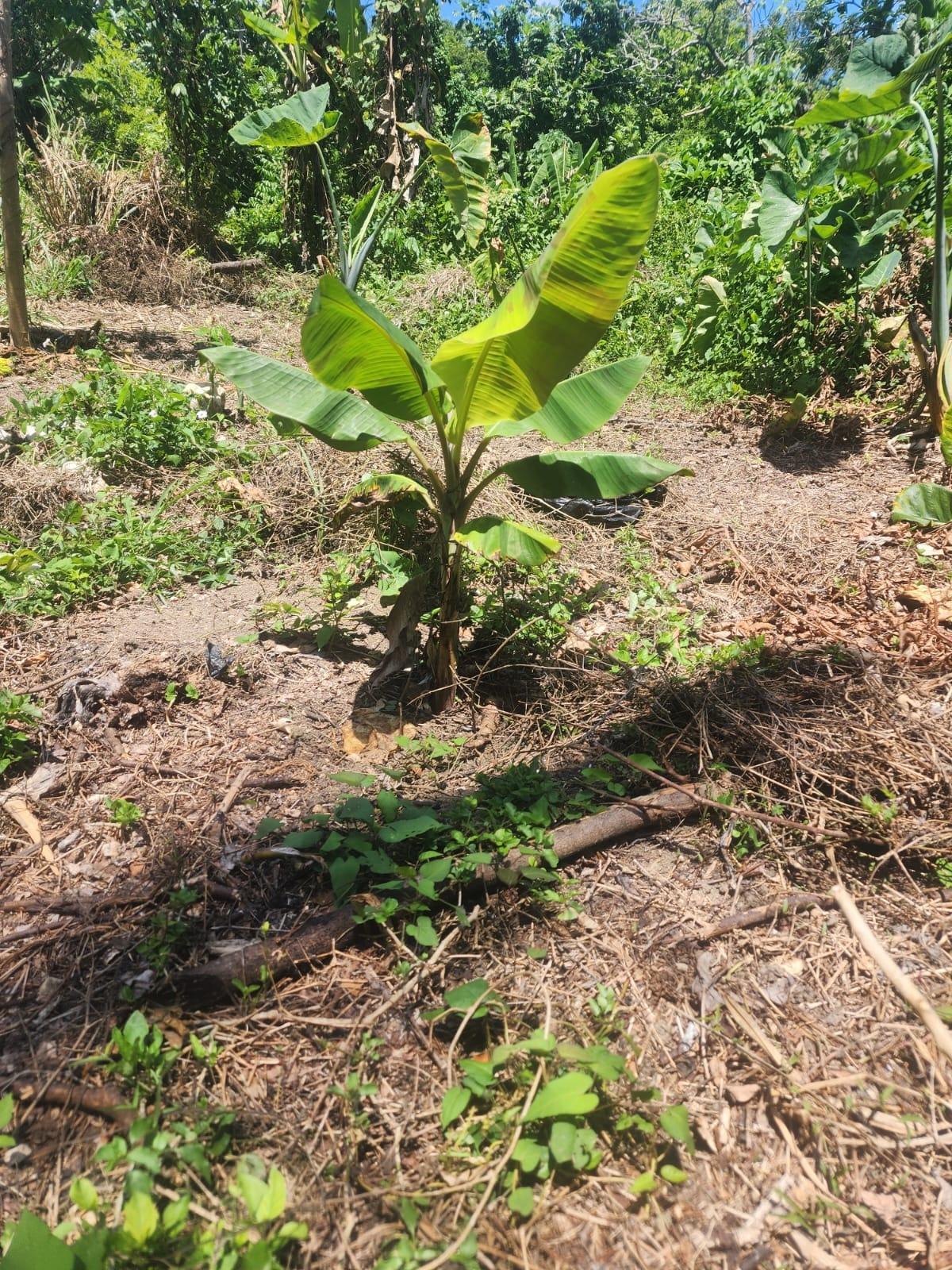 Charming-House-for-Sale-on-12-Acre-Near-Lyssons-Beach-St.-Thomas-Jamaica Eleventh image of 108 Phillips Avenue in Lyssons, St. Thomas, Jamaica - property is For Sale