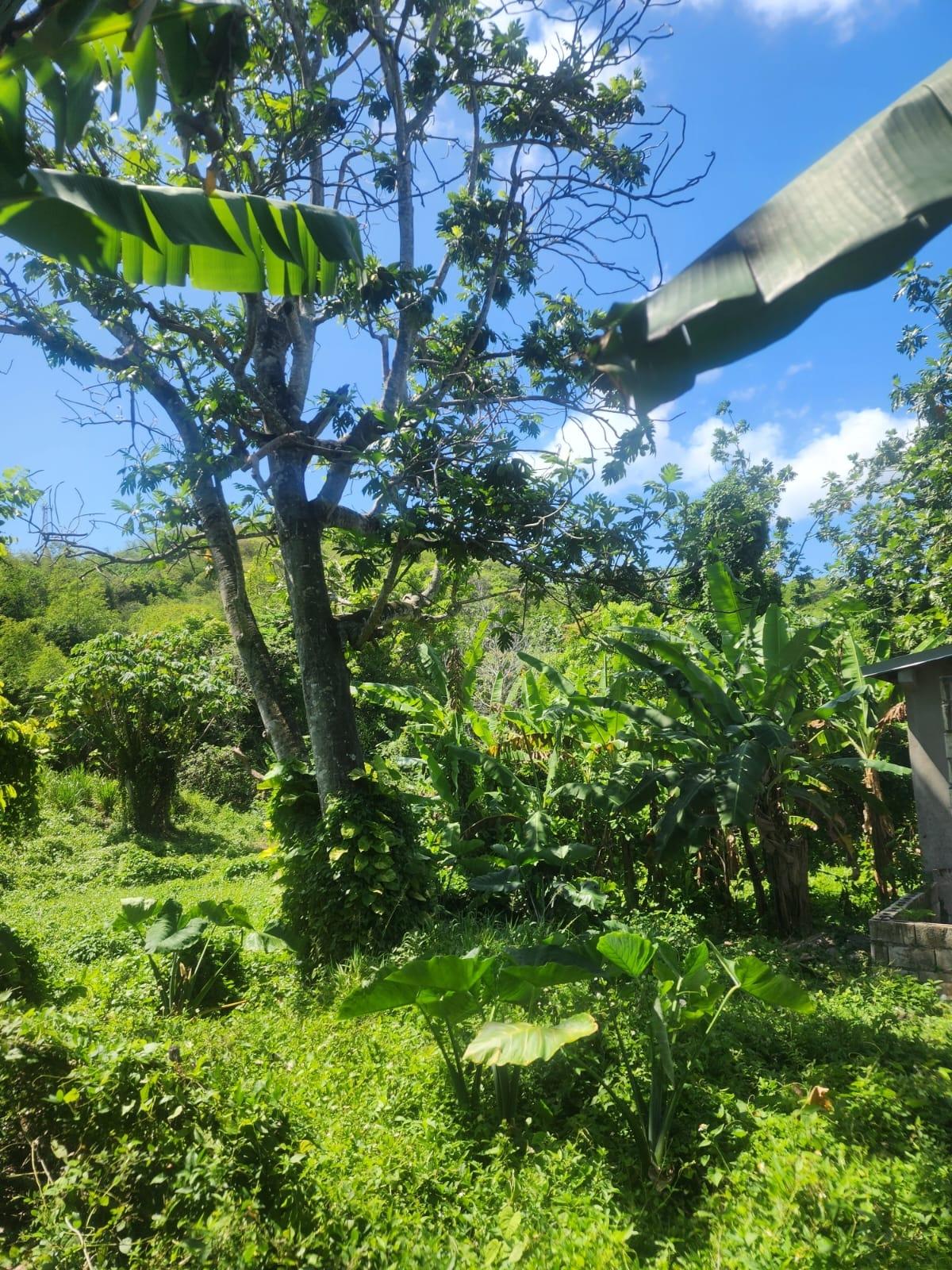 Charming-House-for-Sale-on-12-Acre-Near-Lyssons-Beach-St.-Thomas-Jamaica Twelfth image of 108 Phillips Avenue in Lyssons, St. Thomas, Jamaica - property is For Sale