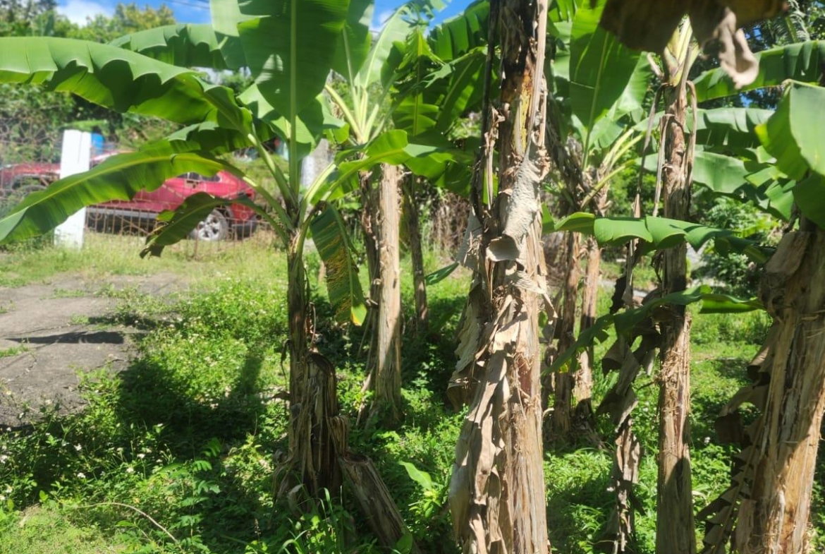Thirteenth image of 108 Phillips Avenue in Lyssons, St. Thomas, Jamaica - property is For Sale
