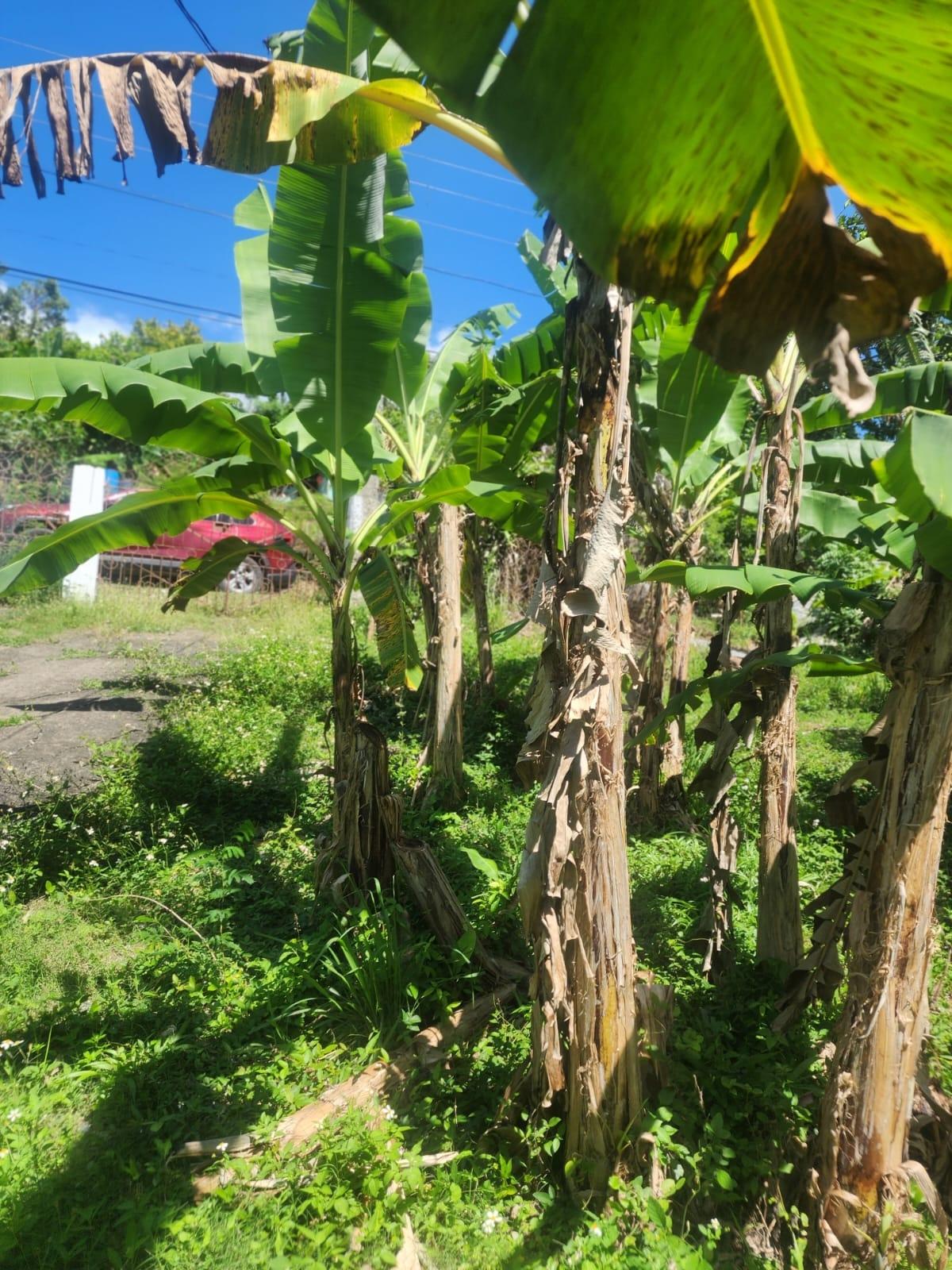 Charming-House-for-Sale-on-12-Acre-Near-Lyssons-Beach-St.-Thomas-Jamaica Thirteenth image of 108 Phillips Avenue in Lyssons, St. Thomas, Jamaica - property is For Sale