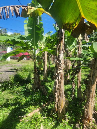 Thirteenth image of 108 Phillips Avenue in Lyssons, St. Thomas, Jamaica - property is For Sale