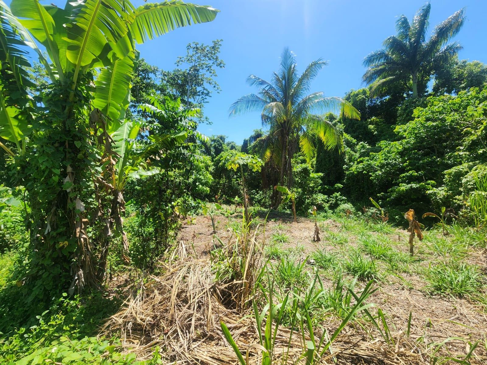 Charming-House-for-Sale-on-12-Acre-Near-Lyssons-Beach-St.-Thomas-Jamaica Third image of 108 Phillips Avenue in Lyssons, St. Thomas, Jamaica - property is For Sale