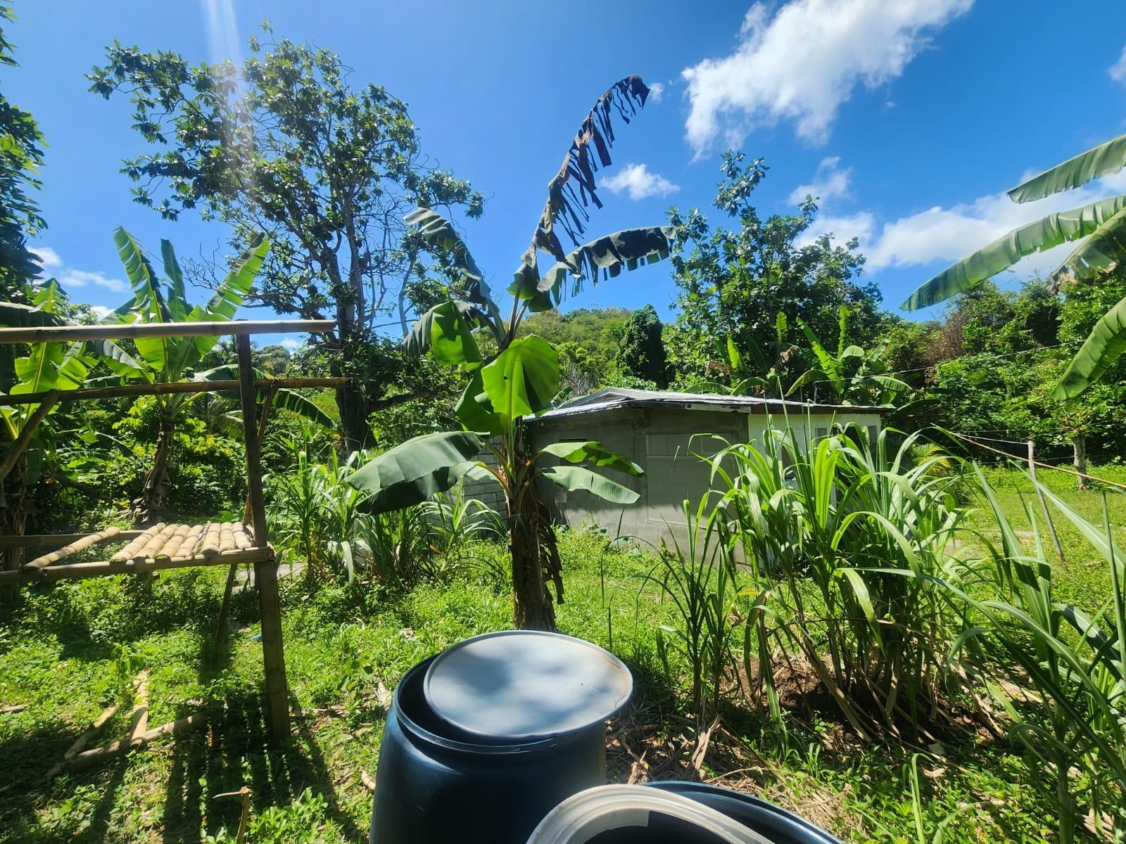 Charming-House-for-Sale-on-12-Acre-Near-Lyssons-Beach-St.-Thomas-Jamaica Seventh image of 108 Phillips Avenue in Lyssons, St. Thomas, Jamaica - property is For Sale