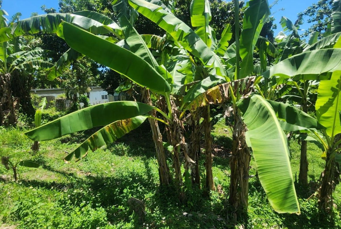 Ninth image of 108 Phillips Avenue in Lyssons, St. Thomas, Jamaica - property is For Sale