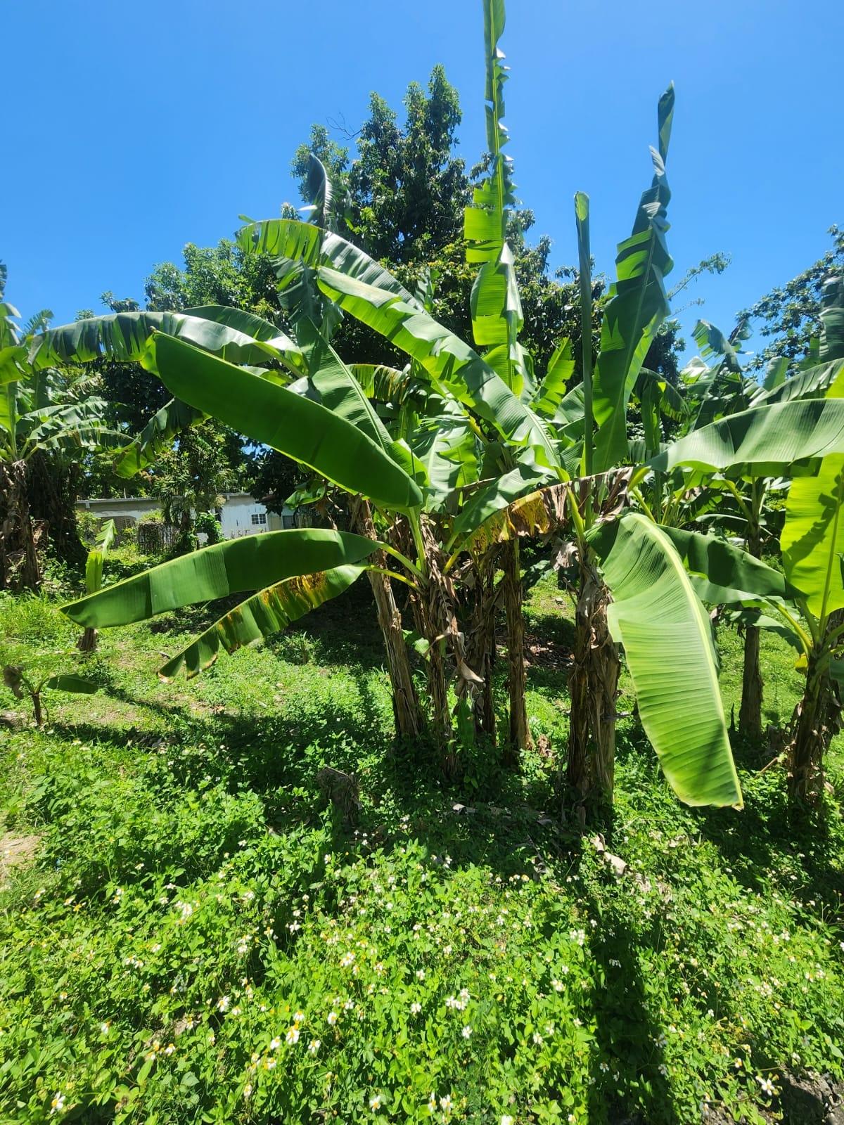 Charming-House-for-Sale-on-12-Acre-Near-Lyssons-Beach-St.-Thomas-Jamaica Ninth image of 108 Phillips Avenue in Lyssons, St. Thomas, Jamaica - property is For Sale