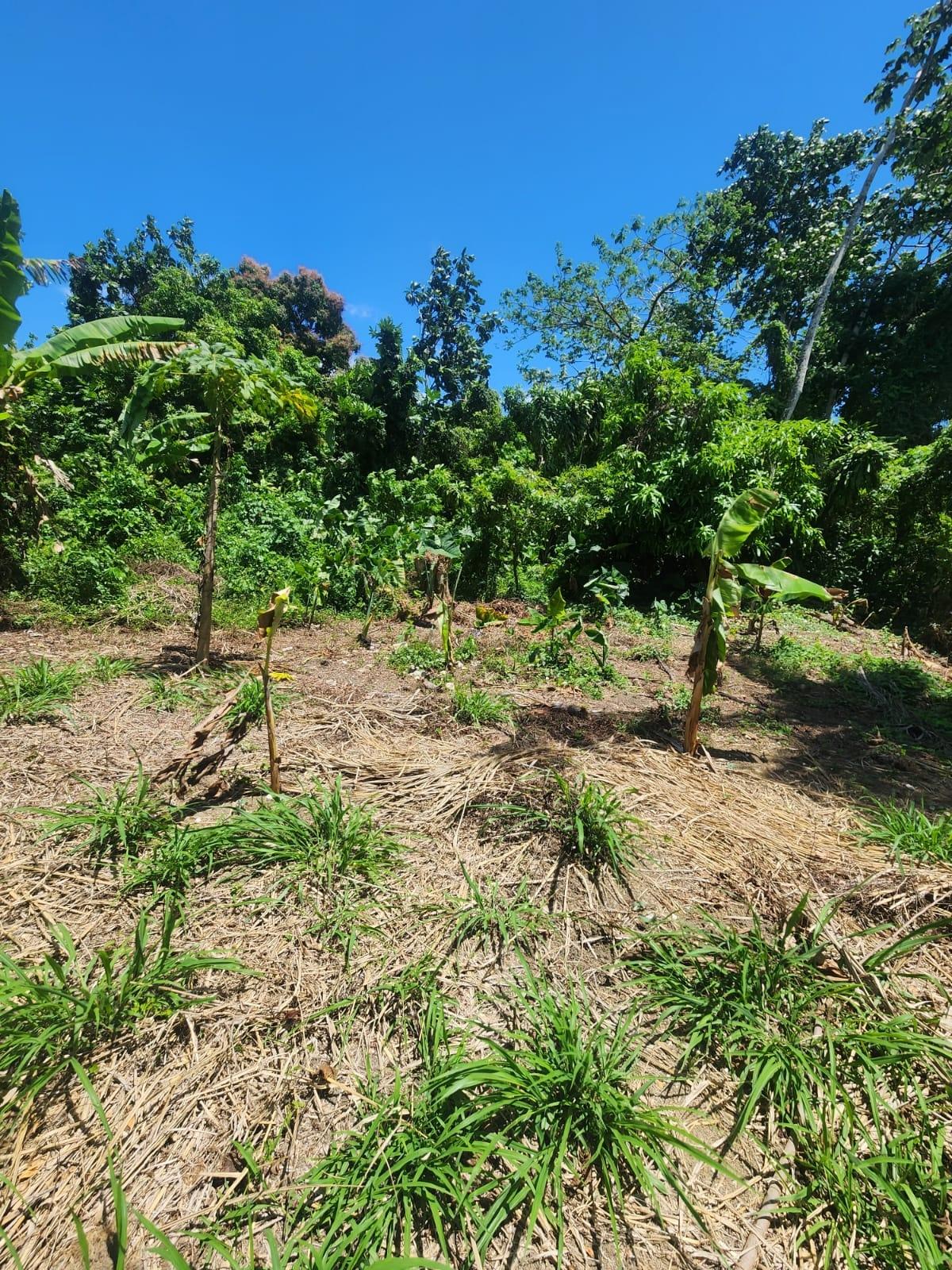 Charming-House-for-Sale-on-12-Acre-Near-Lyssons-Beach-St.-Thomas-Jamaica Tenth image of 108 Phillips Avenue in Lyssons, St. Thomas, Jamaica - property is For Sale