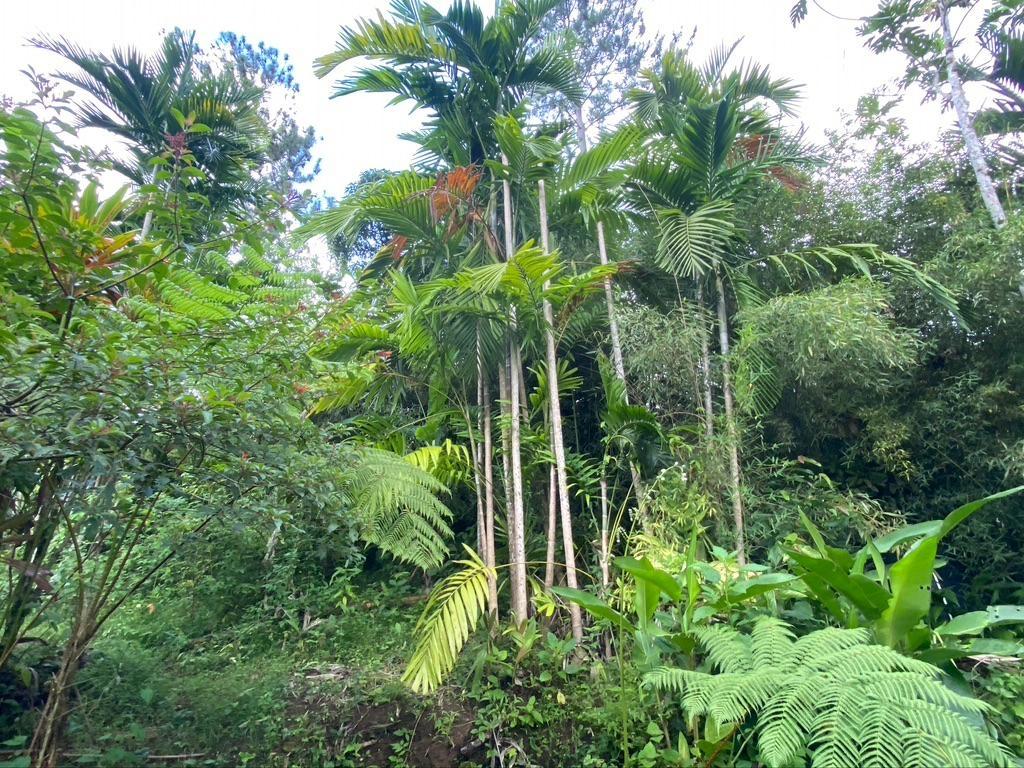 Eighth image of Langley Mount James in Golden Spring P.O., St. Andrew, Jamaica - property is For Sale