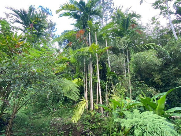 Eighth image of Langley Mount James in Golden Spring P.O., St. Andrew, Jamaica - property is For Sale