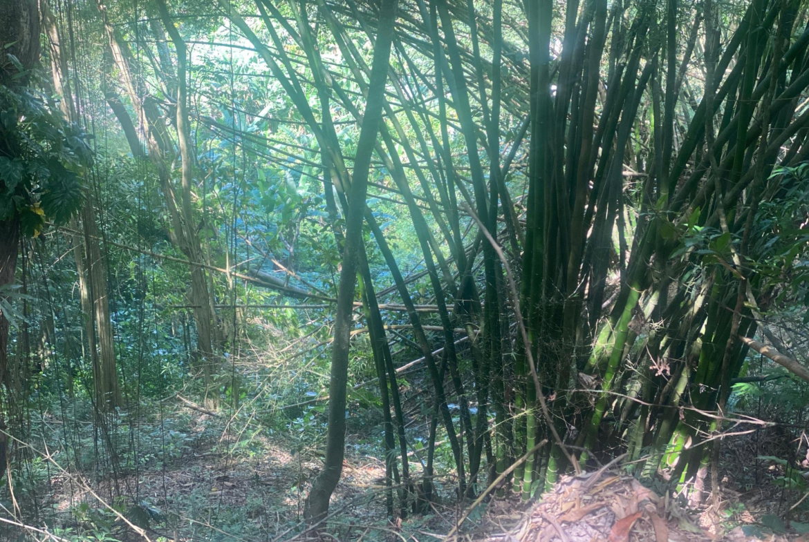 Second image of Dressikie in Lambkin Hill, St. Mary, Jamaica - property is For Sale