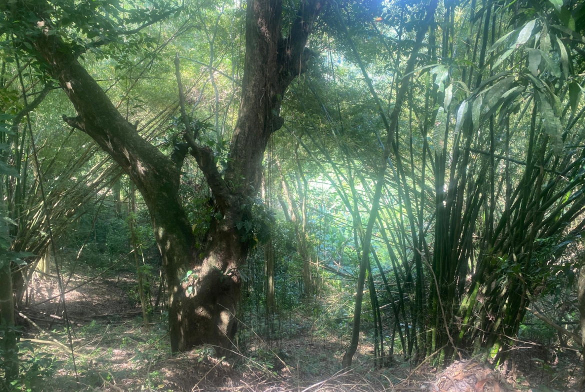 First image of Dressikie in Lambkin Hill, St. Mary, Jamaica - property is For Sale