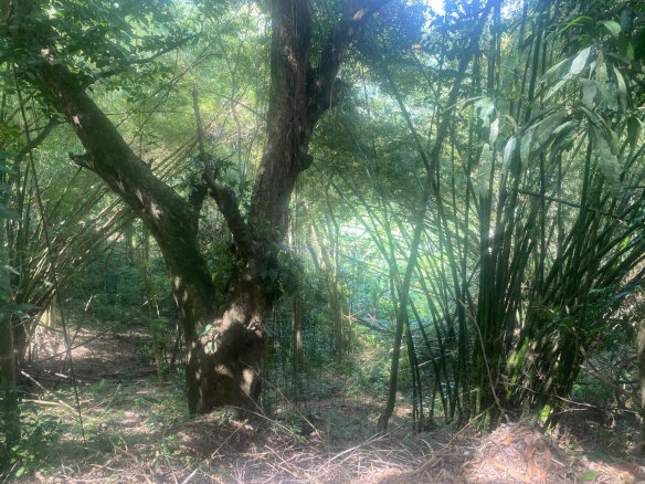 First image of Dressikie in Lambkin Hill, St. Mary, Jamaica - property is For Sale