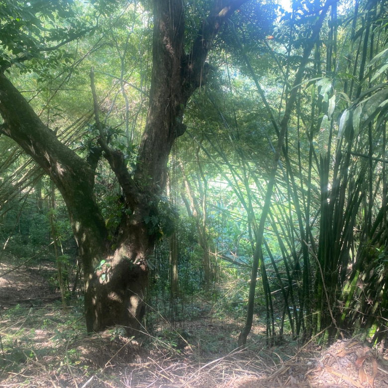 First image of Dressikie in Lambkin Hill, St. Mary, Jamaica - property is For Sale