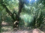 First image of Dressikie in Lambkin Hill, St. Mary, Jamaica - property is For Sale