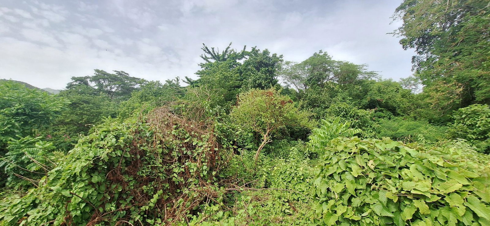Development-Land-for-Sale-in-Eleven-Miles-Bull-Bay-St.-Thomas-Jamaica Fourth image of Eleven Miles, Bull Bay in Bull Bay, St. Thomas, Jamaica - property is For Sale