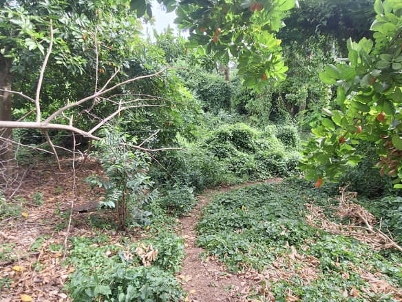 First image of Eleven Miles, Bull Bay in Bull Bay, St. Thomas, Jamaica - property is For Sale