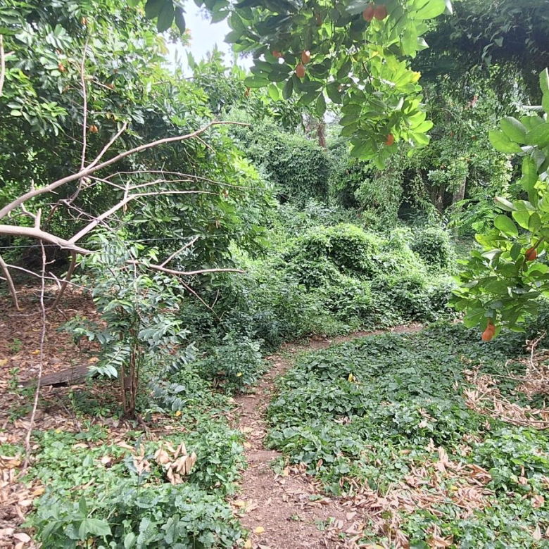 First image of Eleven Miles, Bull Bay in Bull Bay, St. Thomas, Jamaica - property is For Sale