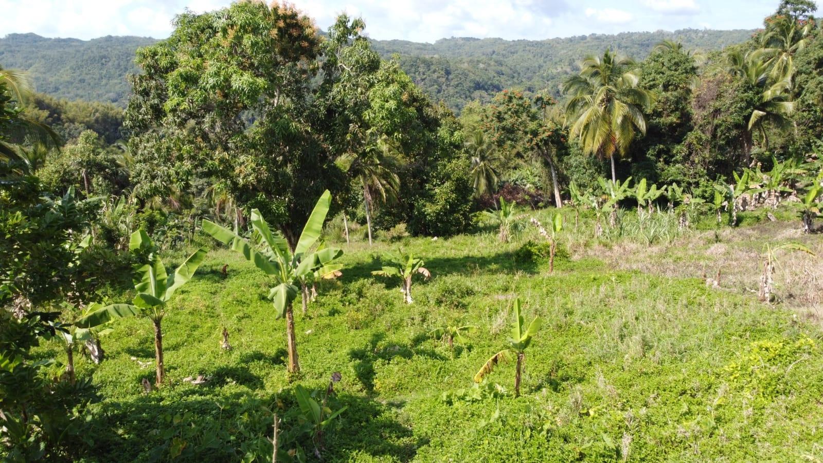 Third image of Lambkin Hill/ Marlie in Lambkin Hill, St. Mary, Jamaica - property is For Sale