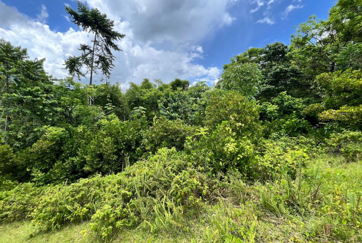 Third image of 116 & 117 Windsor, Rio Grande Pa, p in Windsor, Portland, Jamaica - property is For Sale